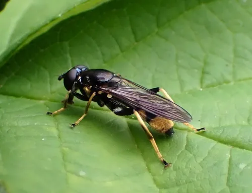Xylota sylvarum - photo 4