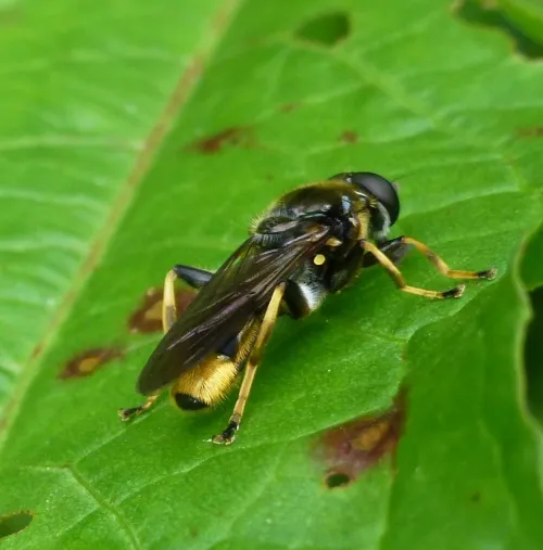 Xylota sylvarum - photo 5