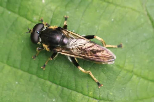 Xylota sylvarum - photo 6