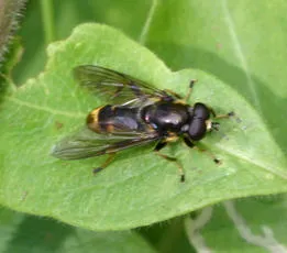 Xylota sylvarum - photo 7