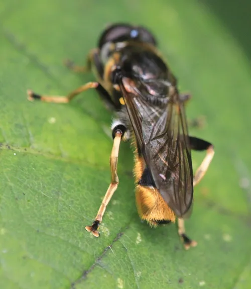Xylota sylvarum - photo 8