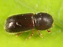 Xyloterinus politus