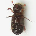 Xyloterinus politus - photo 2