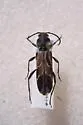 Gall-making Maple Borer