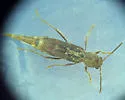 Gall-making Maple Borer - photo 2