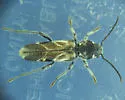 Gall-making Maple Borer - photo 3