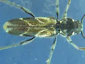 Gall-making Maple Borer - photo 4