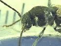 Gall-making Maple Borer - photo 5