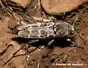 Xylotrechus albonotatus