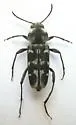 Xylotrechus albonotatus - photo 2