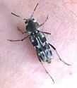 Xylotrechus albonotatus - photo 4