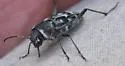 Xylotrechus albonotatus - photo 5