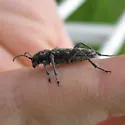 Xylotrechus annosus