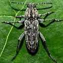 Xylotrechus annosus - photo 2