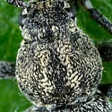 Xylotrechus annosus - photo 3