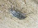 Xylotrechus annosus - photo 4