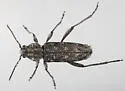 Xylotrechus annosus - photo 5