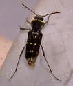 Xylotrechus bowditchi 0