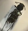 Xylotrechus bowditchi 0 - photo 2