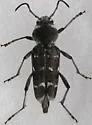 Xylotrechus bowditchi 0 - photo 3