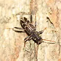 Xylotrechus convergens