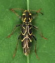 Xylotrechus convergens - photo 2