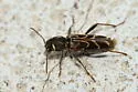 Xylotrechus convergens - photo 3