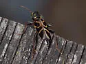 Xylotrechus convergens - photo 4