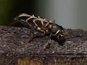 Xylotrechus convergens - photo 5