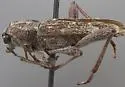 Xylotrechus hovorei - photo 2
