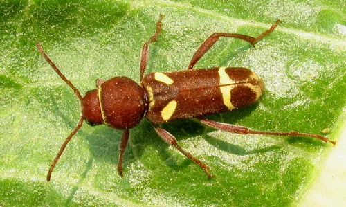 Willow Borer