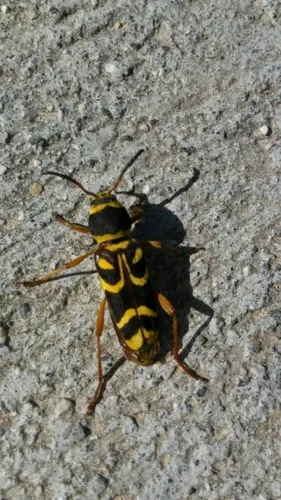 Willow Borer - photo 2