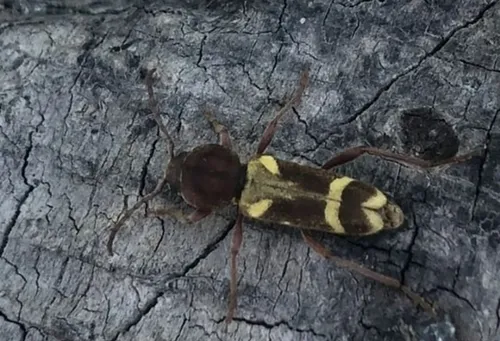 Willow Borer - photo 3