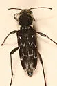 Xylotrechus integer - photo 2