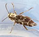 Xylotrechus integer - photo 3