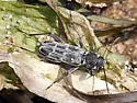 Xylotrechus integer - photo 4