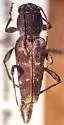 Xylotrechus lengi