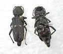 Xylotrechus mormonus