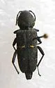 Xylotrechus mormonus - photo 2