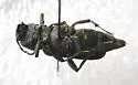 Xylotrechus mormonus - photo 3
