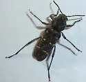 Xylotrechus mormonus - photo 4