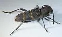 Xylotrechus mormonus - photo 5