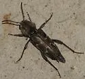 Xylotrechus nauticus