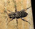 Xylotrechus nauticus - photo 2