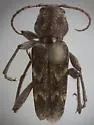 Xylotrechus nauticus - photo 3