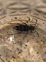 Xylotrechus nauticus - photo 4