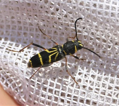 Xylotrechus nitidus - Xylotrechus nitidus