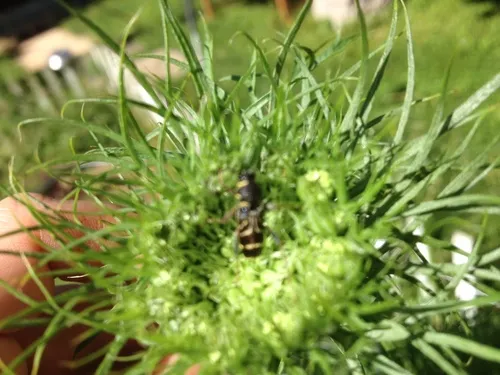 Xylotrechus nitidus - photo 2