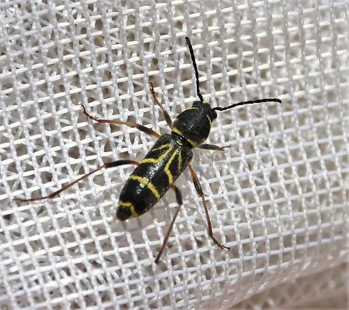 Xylotrechus nitidus - photo 3