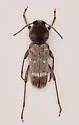 Xylotrechus nunenmacheri